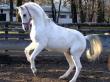 [obrazky.4ever.sk] lipicansky kon 148076.jpg